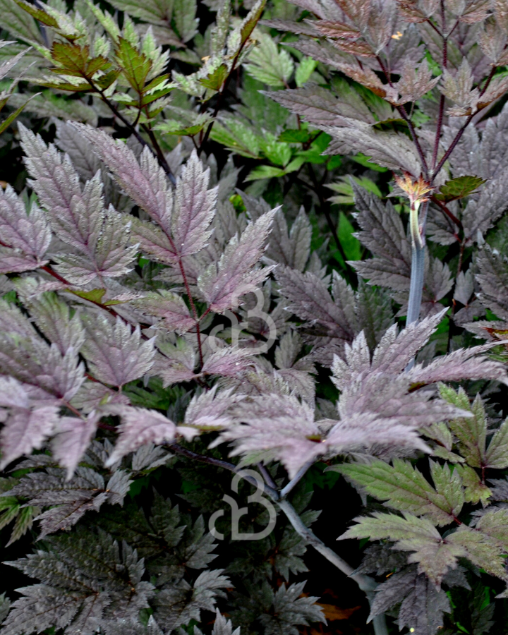 Cimicifuga ramosa 'Atropurpurea' | Zilverkaars | Vaste plant
