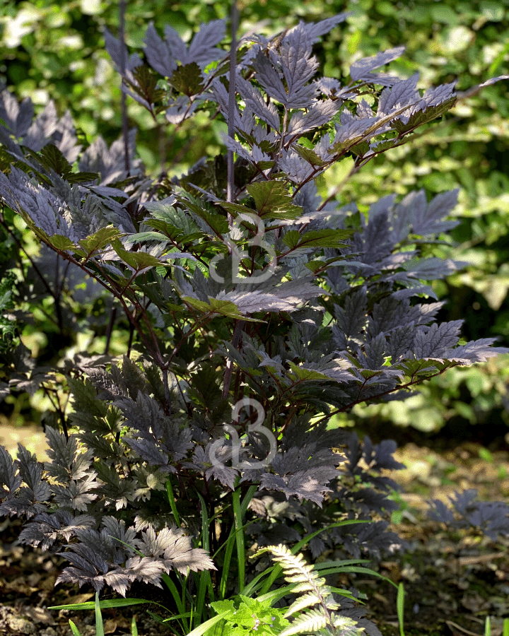 Cimicifuga ramosa 'Atropurpurea' | Zilverkaars | Vaste plant