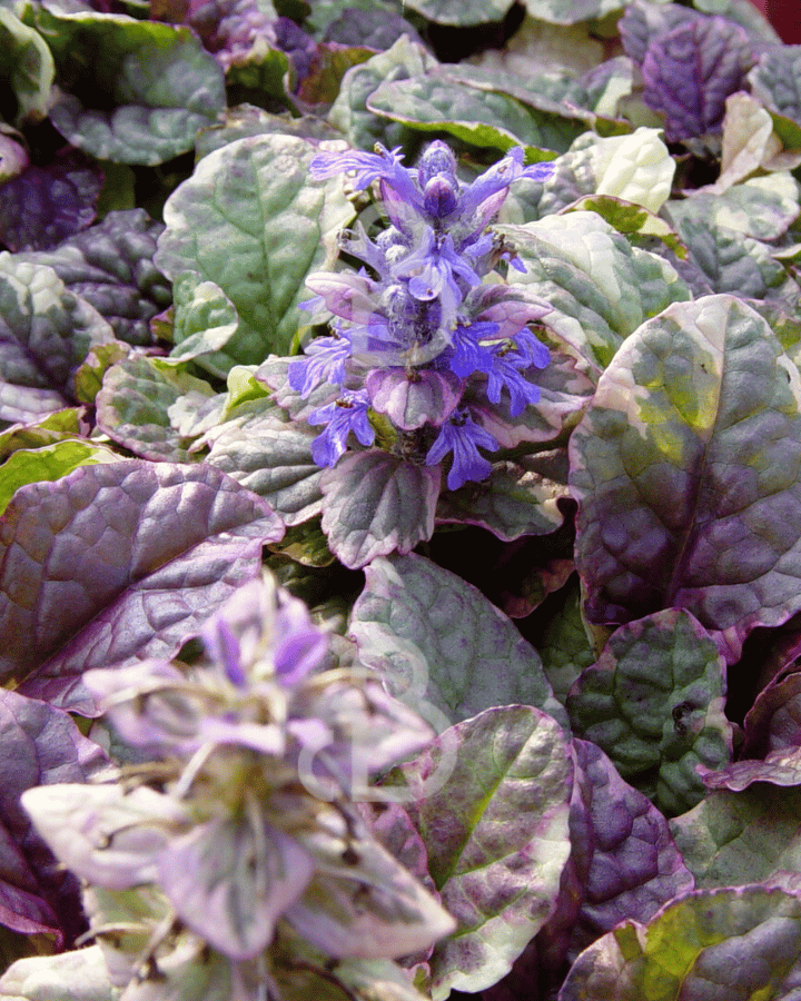 Ajuga reptans 'Burgundy Glow' | Zenegroen | Vaste plant