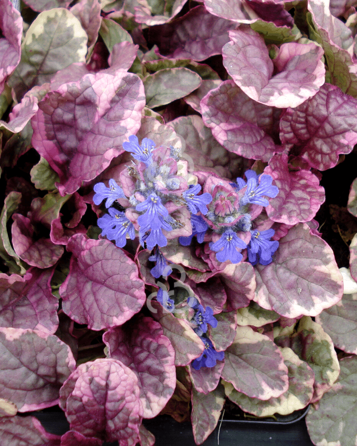 Ajuga reptans 'Burgundy Glow' | Zenegroen | Vaste plant