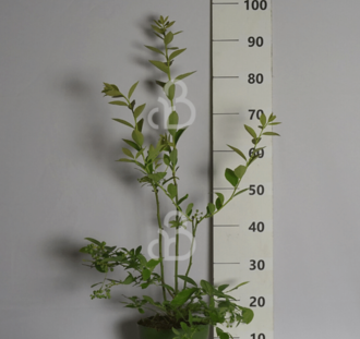 Vaccinium cor. 'Flamingo' | Amerikaanse bosbes  | Kleinfruit