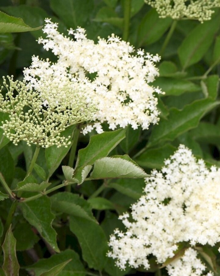 Sambucus nigra 'Haschberg' | Zwarte vlier | Voedselbos