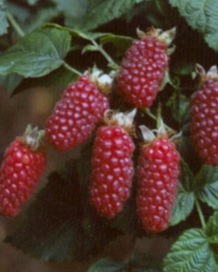 Rubus 'Tayberry' | Kruising braam x framboos | Kleinfruit