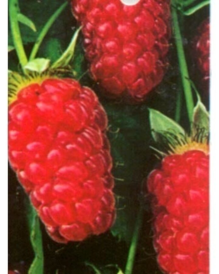 Rubus 'Loganberry' | Kruising braam x framboos  | Kleinfruit