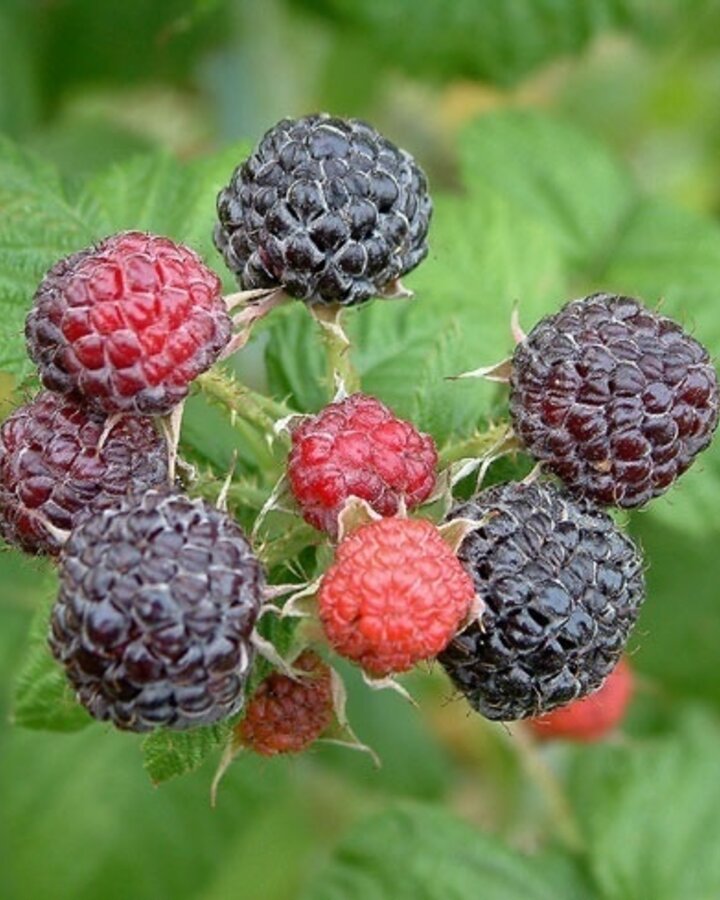 Rubus idaeus 'Blackjuwel' | Zwarte framboos  | Kleinfruit