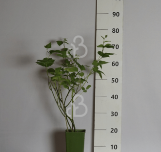 Rubus frut. 'Triple Crown' | Bramenstruik  | Kleinfruit