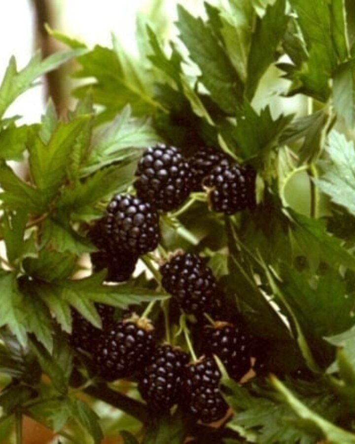 Rubus frut. 'Thornless Evergreen' | Doornloze braam  | Kleinfruit