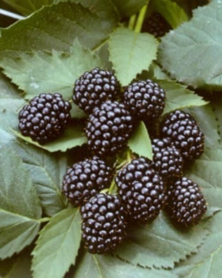 Rubus frut. 'Black Satin' | Doornloze braam  | Kleinfruit