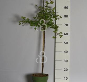 Ribes 'Jostaberry' | Jostabes | Kruising zwarte bes en kruisbes  | Kleinfruit