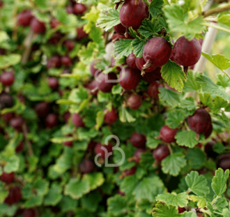 Ribes u.-c. 'Hinnonmaki Rod' | Rode kruisbes  | Kleinfruit