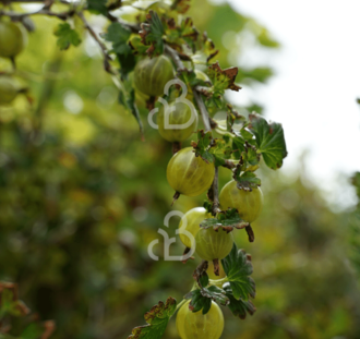 Ribes u.-c. 'Hinnonmaki Gul' |  Gele kruisbes  | Kleinfruit