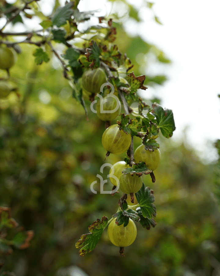 Ribes u.-c. 'Hinnonmaki Gul' |  Gele kruisbes  | Kleinfruit