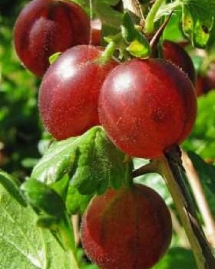 Ribes u.-c. 'Captivator' | Doornloze rode kruisbes | Kleinfruit