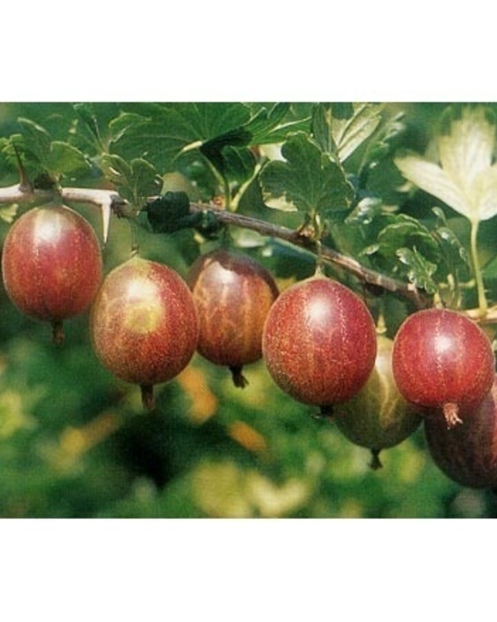 Ribes uva-crispa 'Achilles' | Rode kruisbes | Kleinfruit