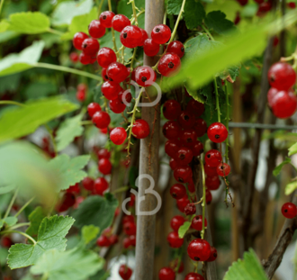 Ribes rubrum 'Rovada' | Rode bes | Kleinfruit