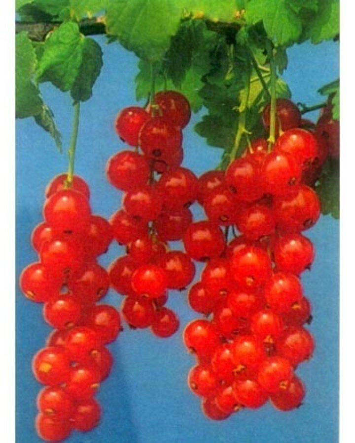 Ribes r. 'Rolan' | Rode bes | Kleinfruit