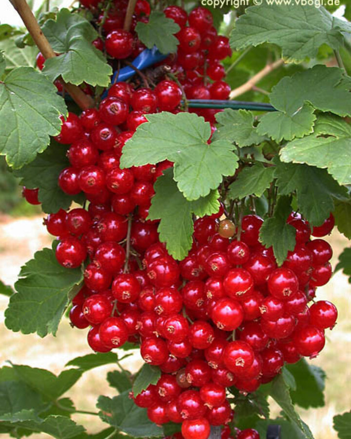 Ribes r. 'Junifer' | Rode bes  | Kleinfruit