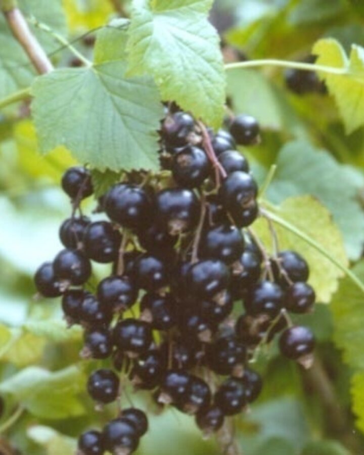 Ribes nigrum 'Ojebyn' | Zwarte bes | Kleinfruit