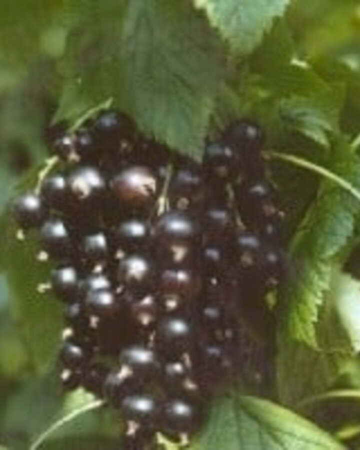 Ribes nigr. 'Tsema' | Zwarte bes | Kleinfruit