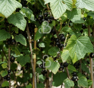 Ribes nigrum 'Titania' | Zwarte bes | Kleinfruit