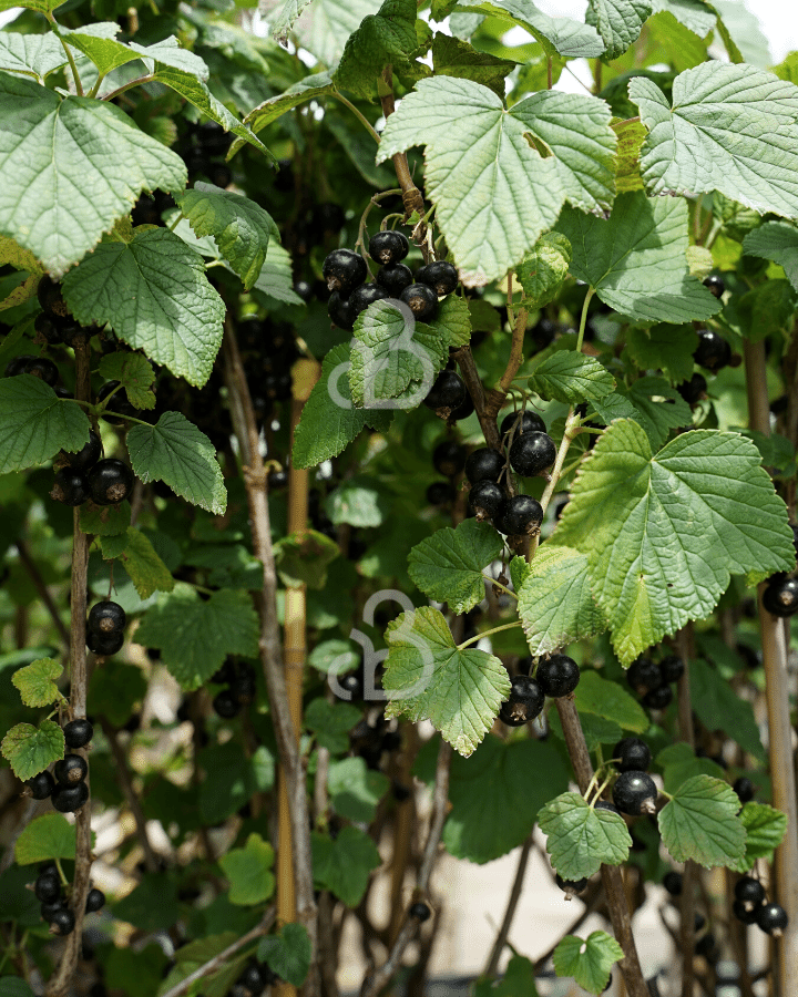 Ribes nigr. 'Titania' | Zwarte bes | Kleinfruit