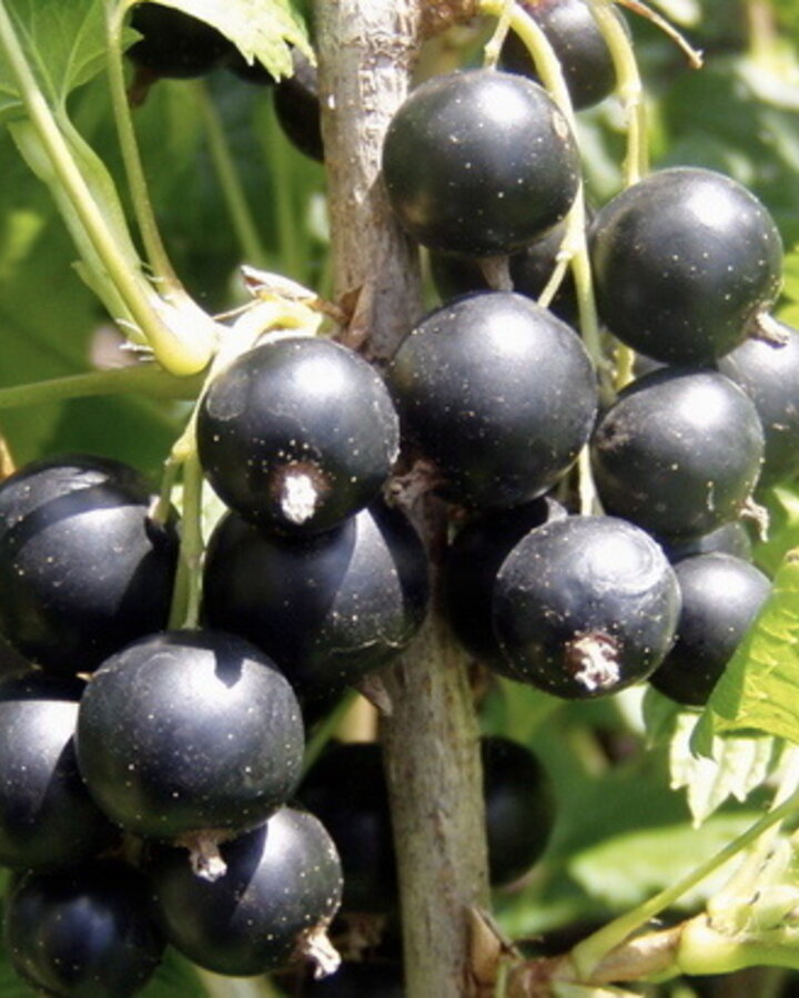 Ribes nigr. 'Silvergieter's Zwarte' | Zwarte bes | Kleinfruit