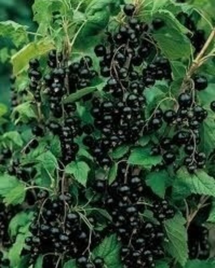 Ribes nigrum 'Hedda' | Zwarte bes | Kleinfruit