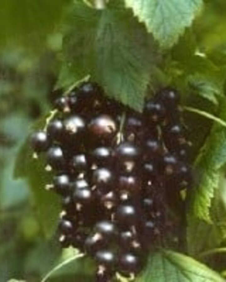Ribes nigr. 'Black Reward' | Zwarte bes | Kleinfruit
