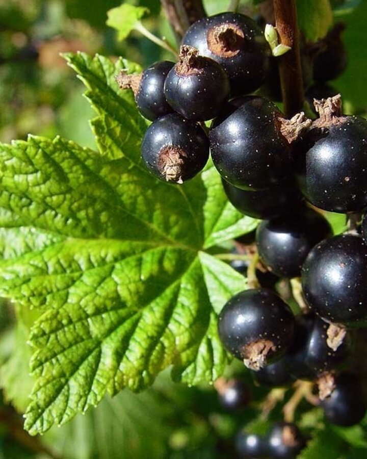 Ribes nigr. 'Bona' | Zwarte bes | Kleinfruit