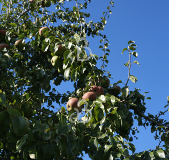 Pyrus c. 'Zoete Brederode' | Perenboom