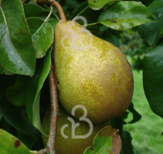 Pyrus c. 'Winterrietpeer' | Perenboom