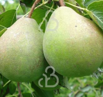 Pyrus c. 'Valse IJsbout' | Perenboom