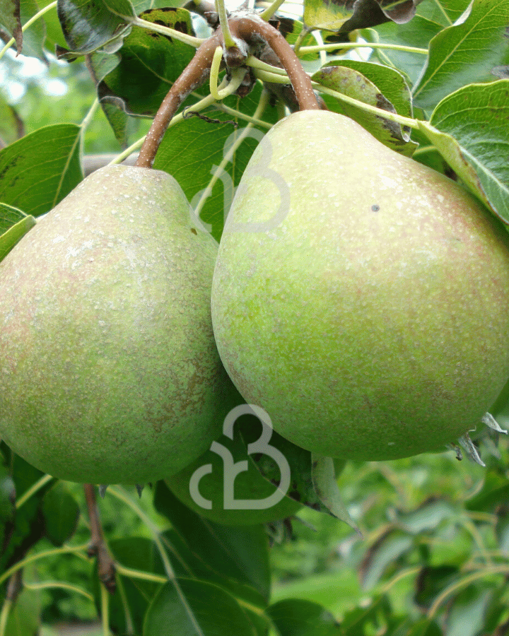 Pyrus c. 'Valse IJsbout' | Perenboom