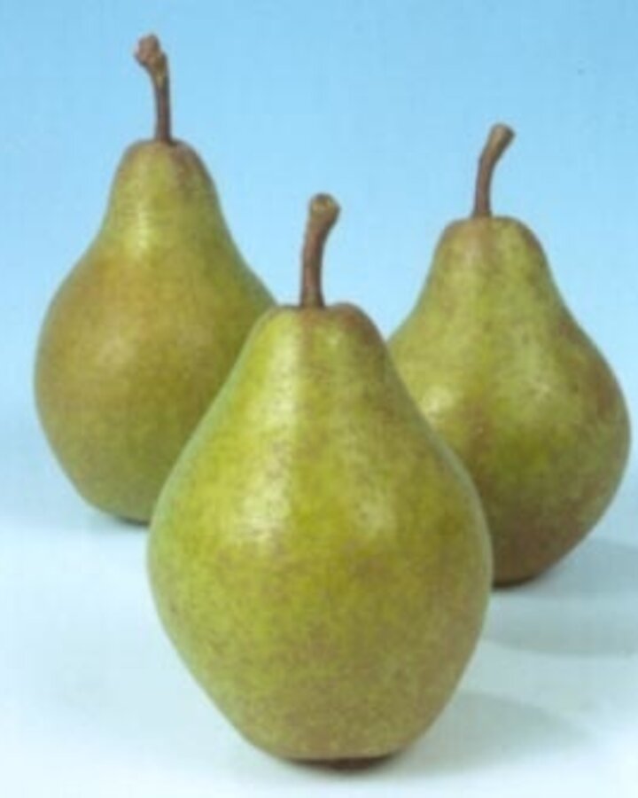 Pyrus c. 'Valse IJsbout' | Perenboom