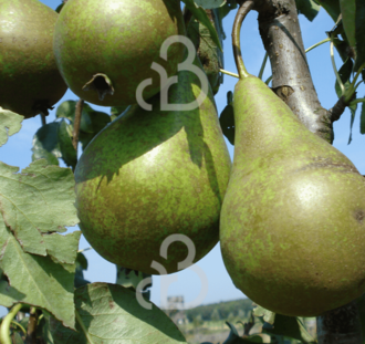 Pyrus c. 'Supertrevoux' | Perenboom