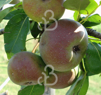 Pyrus c. 'Oranje Bergamotte' | Perenboom