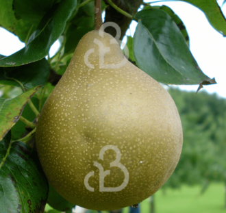 Pyrus c. 'Maagdenpeer' | Perenboom