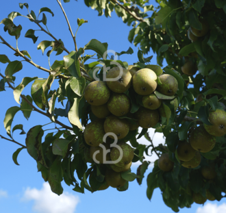Pyrus c. 'Kleipeer' | Perenboom