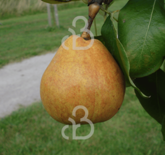 Pyrus c. 'Dirkjespeer' | Perenboom