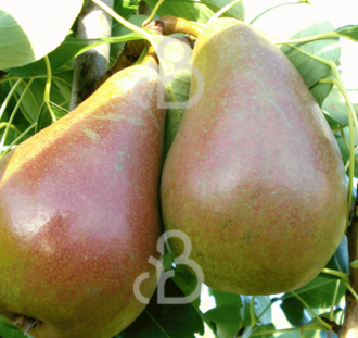 Pyrus c. 'Beurré Clairgeau' | Perenboom