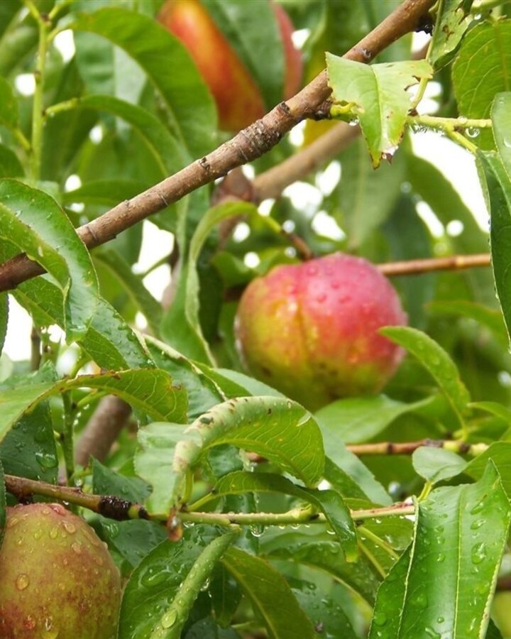 Prunus p. 'Vaes Oogst' | Perzikboom