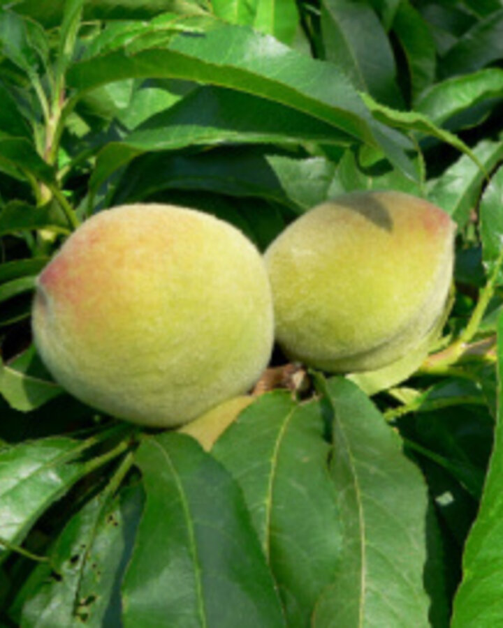 Prunus p. 'Lieveling' | Perzikboom