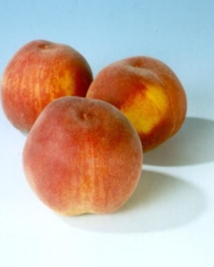 Prunus p. 'Champion' | Perzikboom