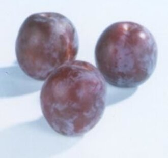 Prunus d. 'Vroege Tolse' | Pruimenboom