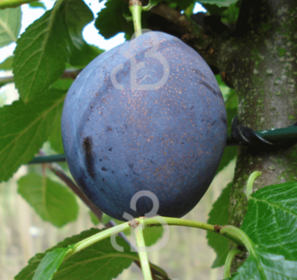 Prunus d. 'Valor' | Pruimenboom