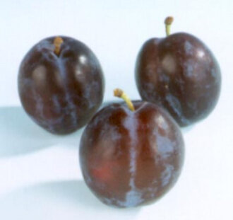 Prunus d. 'The Czar' | Pruimenboom