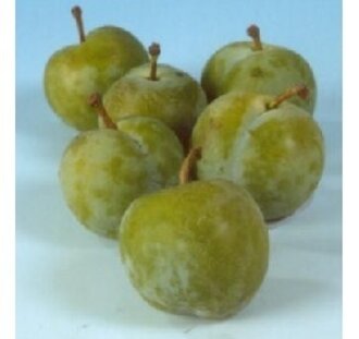 Prunus d. 'Reine Claude Verte' | Pruimenboom