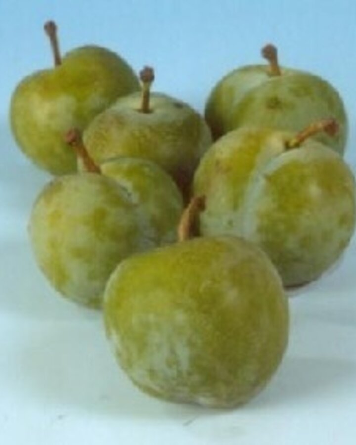 Prunus d. 'Reine Claude Verte' | Pruimenboom