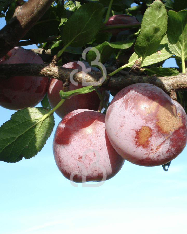 Prunus d. 'Reine Claude d'Althan' | Pruimenboom