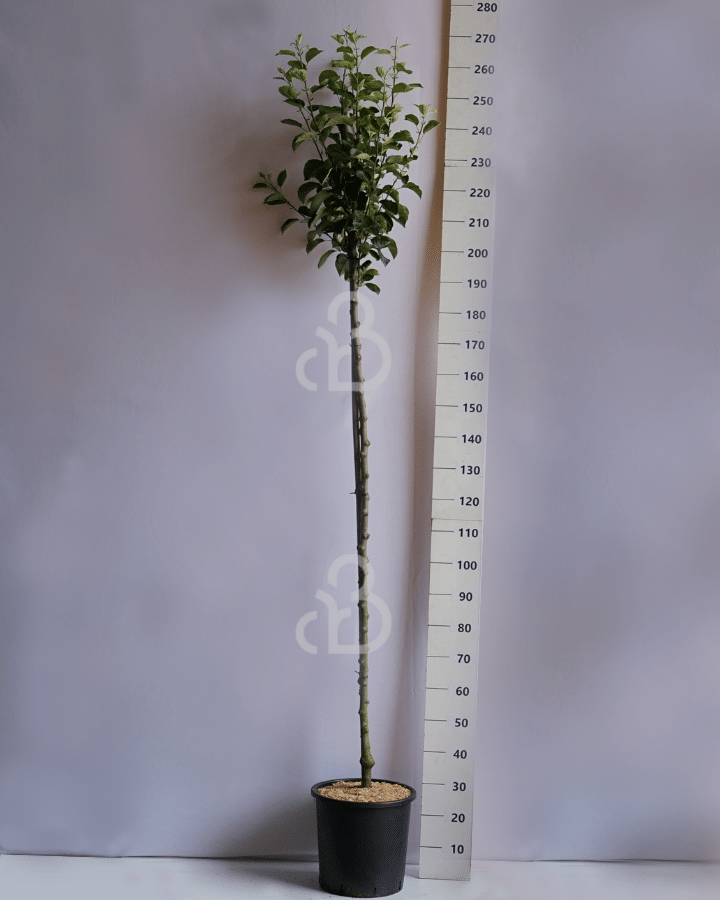 Prunus d. 'Ontario' | Pruimenboom